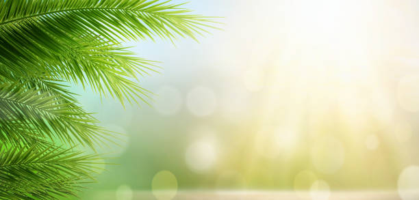 istock Palm leaves on sunny background 1779615044