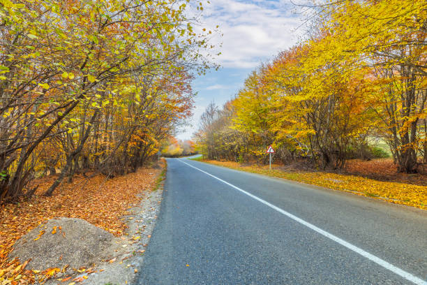 istock Road passing through an autumn forest in the mountains 1779618256
