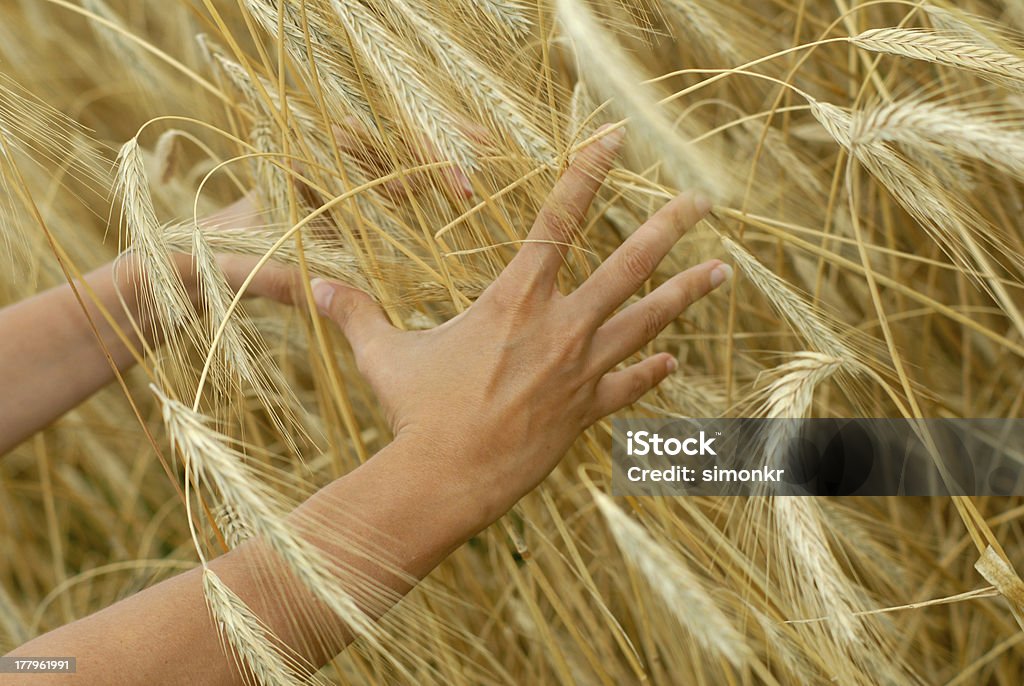 Руки, держа золотой Пшеница - Стоковые фото Близко к роялти-фри