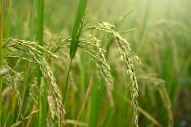 istock Rice sprouts in paddy field for nature background. 1779626619