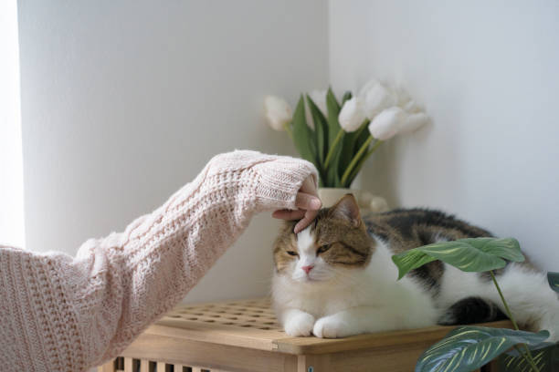 istock cat care concept with scottish tabby cat during play with owner finger 1779627055