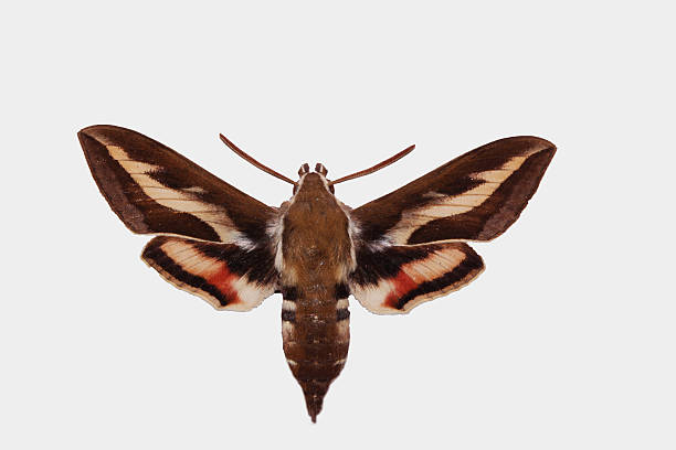 istock Brown and red hawkmoth on white background 177963703