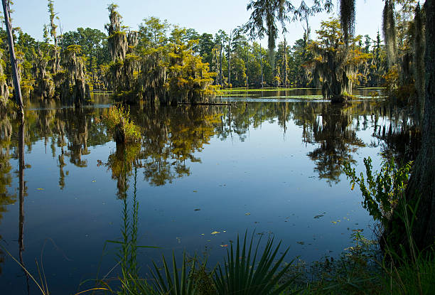 istock Cypress And Palmeto 177965124