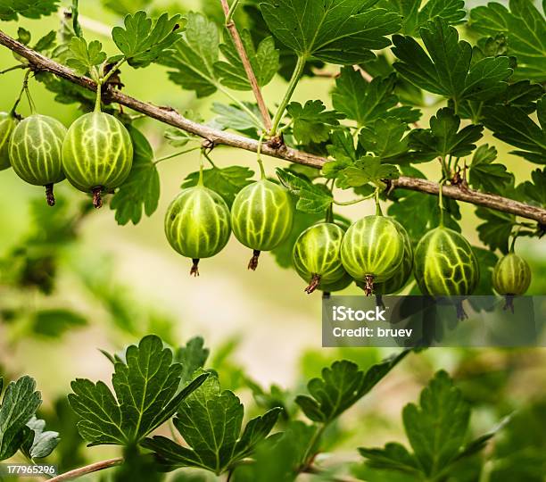 Foto de Gooseberries Na Bush No Jardim e mais fotos de stock de Alimentação Saudável - Alimentação Saudável, Arbusto, Baga - Fruta