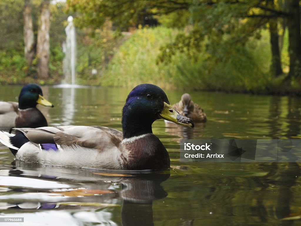 mallards, wild patos - Foto de stock de Animal selvagem royalty-free