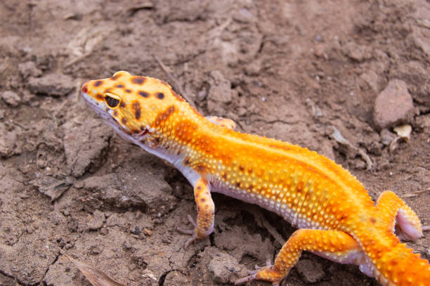 istock close up of an orange leopard gecko on the ground 1779657366