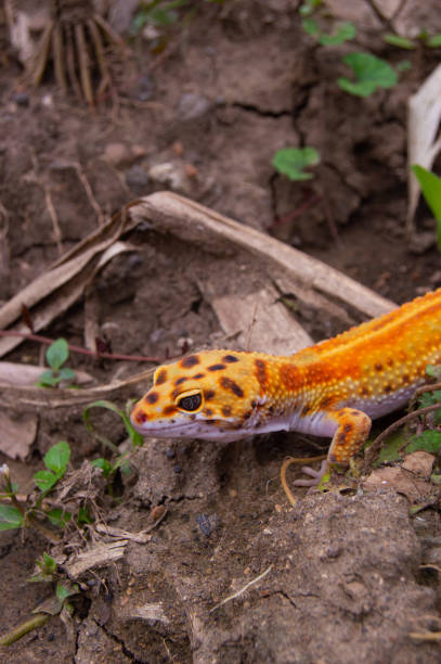 istock close up of an orange leopard gecko on the ground 1779657367