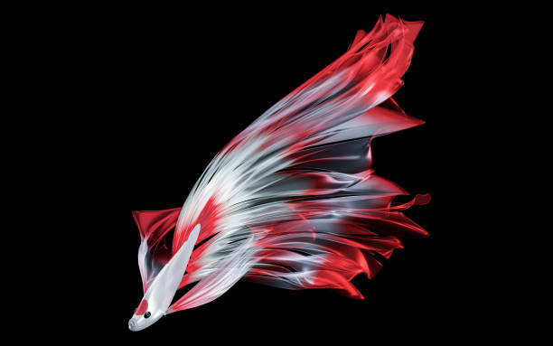 istock White fighting fish, long flowing red tail, has large red spots, looks like a Tanjo koi fish. Small beautiful fish. Popularly raised to watch or play fighting sports in the past. 3D Rendering 1779660116