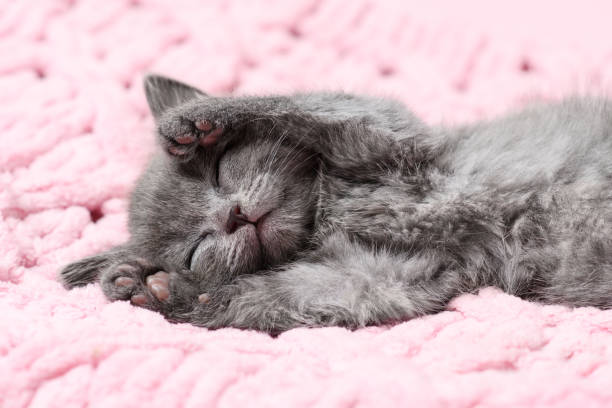 istock Close-up of a kitten sleeping on a blanket. The muzzle of a sleeping gray kitten 1779661757