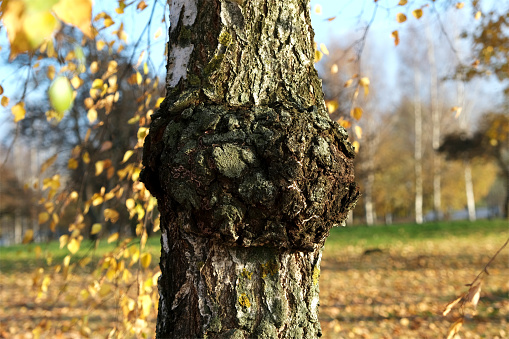 Birch fungus Chaga parasitizes on trunk of tree, close-up. Autumn sun day. Charcoal-like mass. Inonotus obliquus or Chaga mushroom used in alternative medicine.