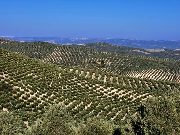 istock Ubeda region, olive cultivation 1779679972