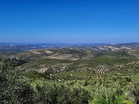 Ubeda region, olive cultivation : province of Jaen, Andalusia