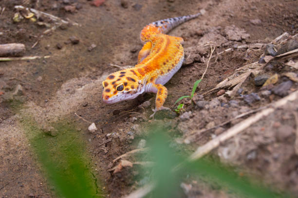 istock leopard gecko beautiful orange color 1779684350