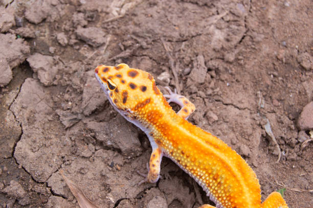 istock leopard gecko beautiful orange color 1779686585