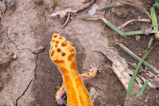 istock leopard gecko beautiful orange color 1779686588