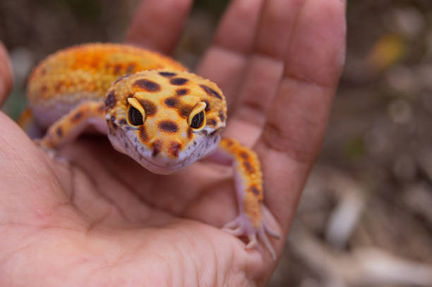 istock leopard gecko beautiful orange color 1779686589