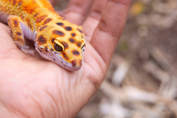 istock leopard gecko beautiful orange color 1779688170