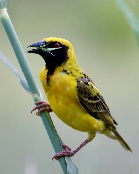 istock Southern Masked Weaver 1779689753