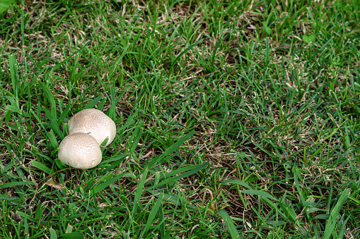 Two mushrooms on the grass. Mushroom picking season in autumn winter