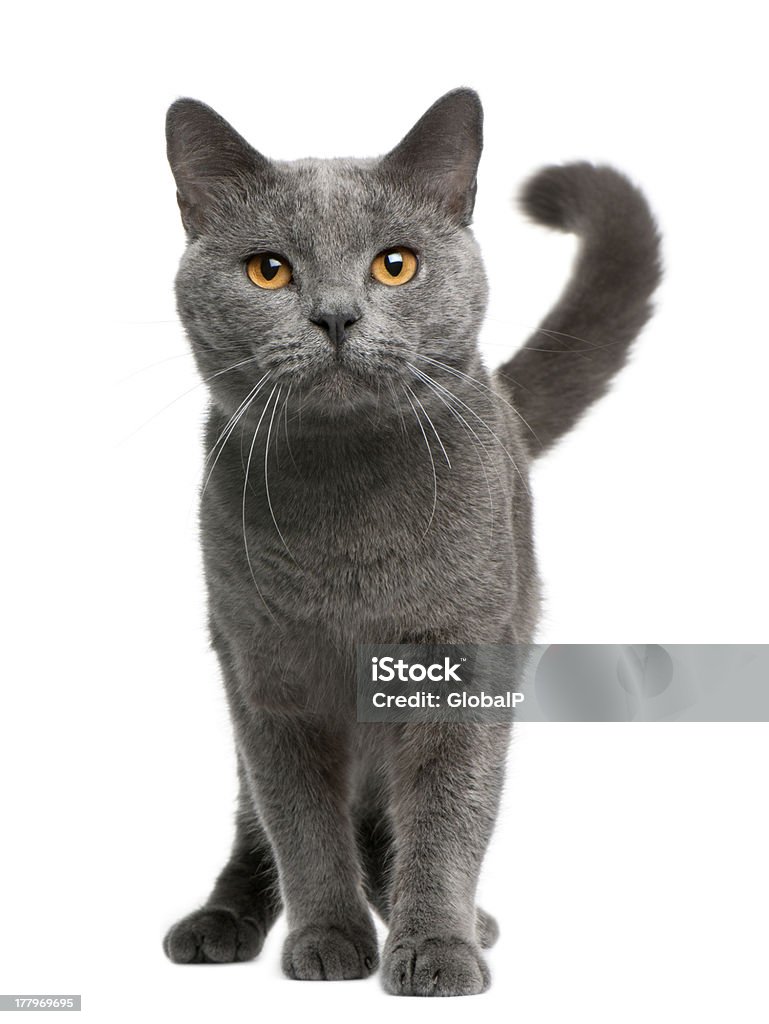 Front view of Chartreux cat, 16 months old, standing Chartreux cat, 16 months old, standing in front of white background. Domestic Cat Stock Photo