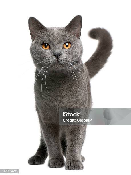 Front View Of Chartreux Cat 16 Months Old Standing Stock Photo - Download Image Now