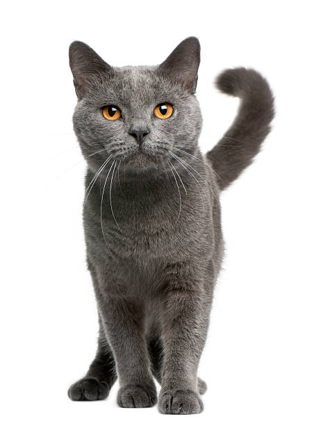 front view of chartreux cat, 16 months old, standing - 傳教士藍貓 個照片及圖片檔