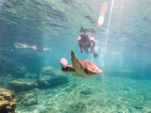 istock Woman snorkeling with the turtle. Underwater world 1779710532
