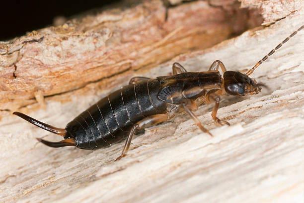 istock Earwig on wood, macro photo 177971112