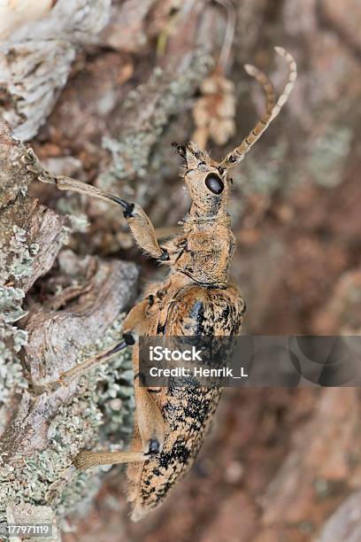 Rhagium Sycophanta Сидит На Дуб Макро Фото — стоковые фотографии и другие картинки Без людей - Без людей, Безпозвоночное, Близко к