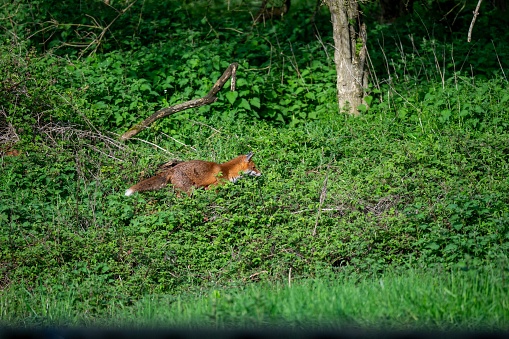 An orange fox on lush green grass in a tranquil forest setting