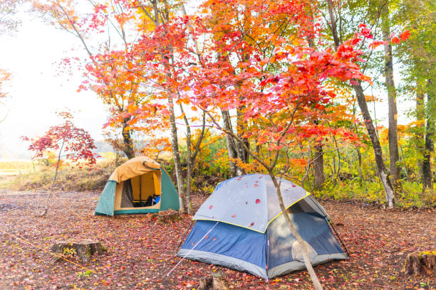 istock Camping amongst colorful autumn fall maple leaves 1779722953