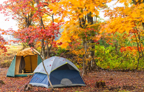 istock Camping amongst colorful autumn fall maple leaves 1779723534