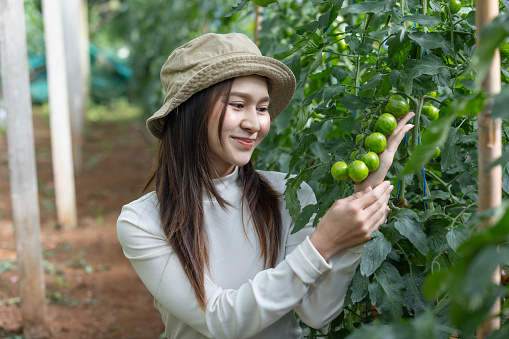 Tomato breeders may examine tomatoes in the field to evaluate different tomato varieties for their suitability in specific climates or growing conditions. They look for traits like yield, flavor, size, and resistance to disease.