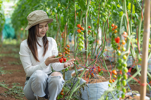 Examining tomatoes in the field is often a precursor to harvesting. Farmers or farmworkers assess the ripeness of the tomatoes to determine when they are ready for picking. This ensures that the tomatoes are at their peak flavor and quality.