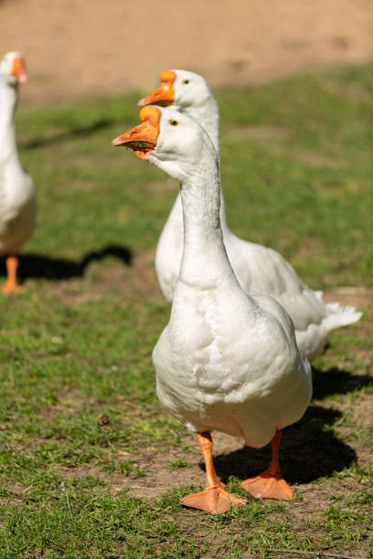 istock White geese walking on the farm 1779733085