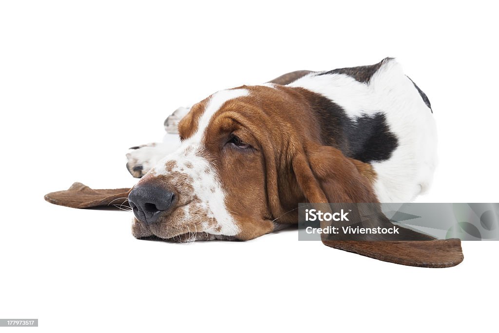 Basset hound dog disteso su sfondo bianco - Foto stock royalty-free di Amicizia