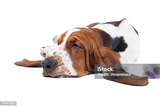 Basset Hound Dog Disteso Su Sfondo Bianco - Fotografie stock e altre immagini di Amicizia - Amicizia, Animale, Animale da compagnia