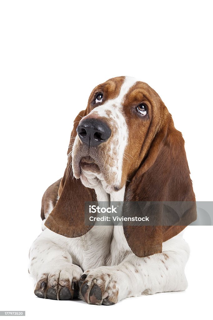 バセット犬 - いっぱいになるのロイヤリティフリーストックフォト