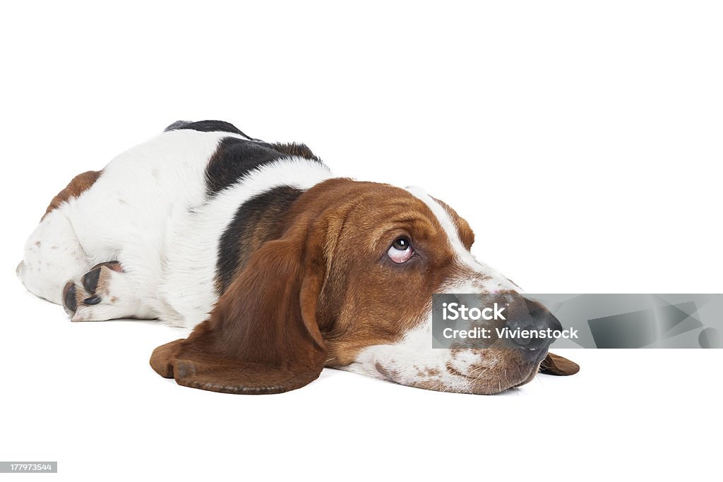 Basset - Royalty-free Basset Foto de stock