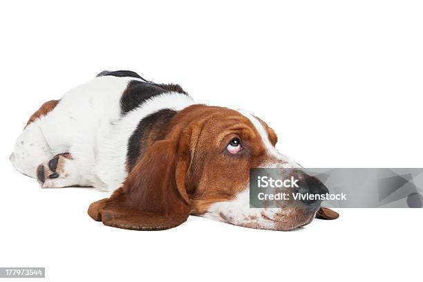 Basset - Fotografias de stock e mais imagens de Basset - Basset, Amizade, Animal