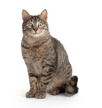 Cute tabby kitty sitting and looking at camera,  isolated on white.