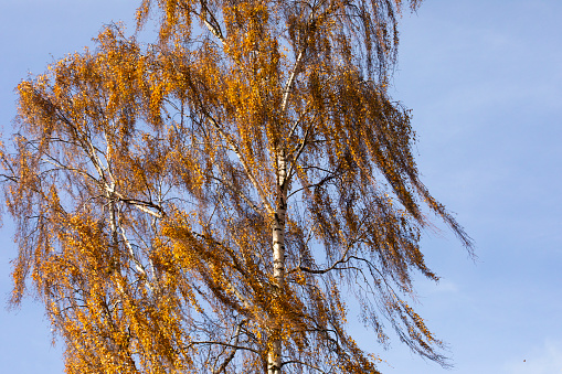 Yellow willow leaves. Willow tree in autumn