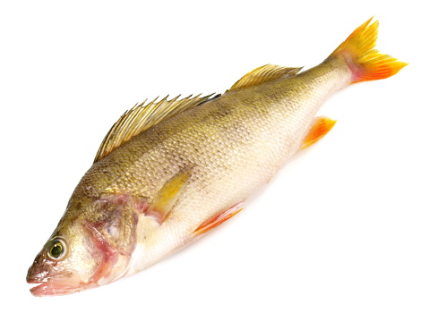golden crucian fish  isolated on white background