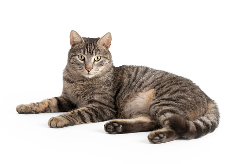 A portrait of a brown tabby cat with clipped ear looking at camera