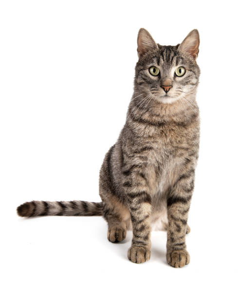 Beautiful tabby cat on white background Cute tabby kitty sitting and looking at camera, isolated on white. mixed breed cat stock pictures, royalty-free photos & images