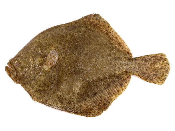 istock Turbot - Fish Flatfish isolated on white Background 1779736253