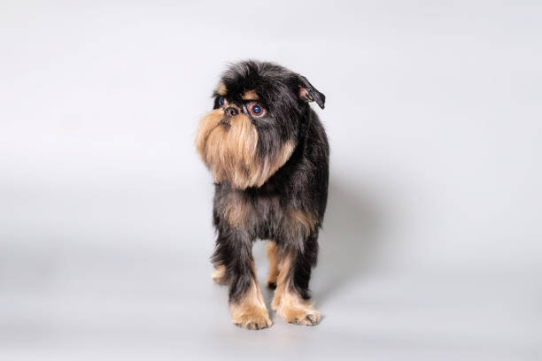 Cute griffon dog on a gray background standing looking away
