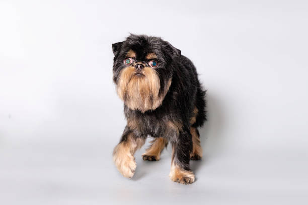 istock Griffon dog after standing on a gray background 1779737756