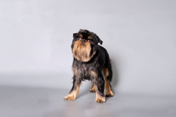istock A Griffon breed dog standing isolated on a gray background. Studio photo 1779737763