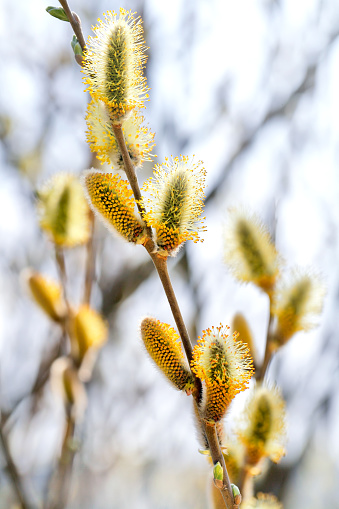 Pussy willow twigs with beautiful catkins